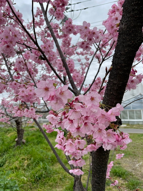 川越