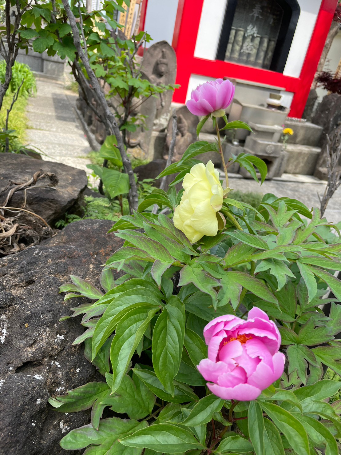 柴又帝釈天