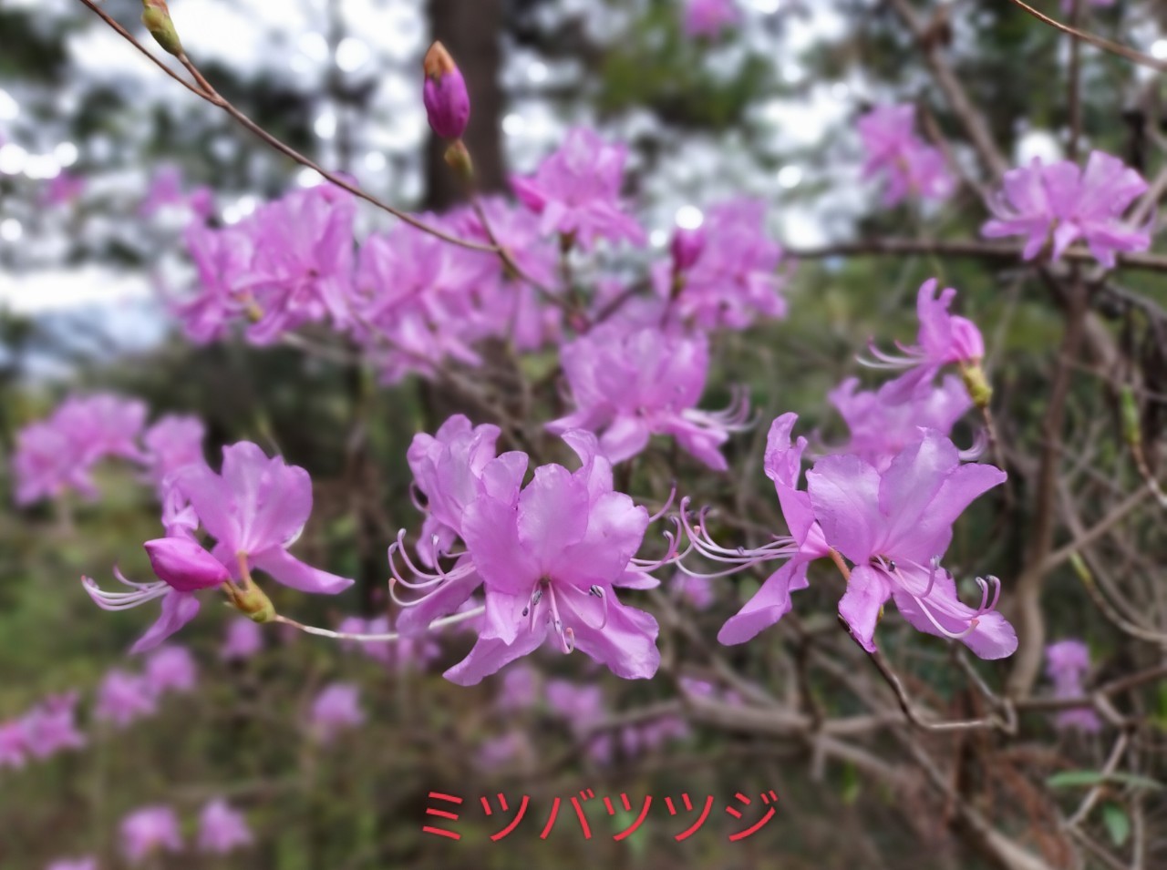 琴平丘陵