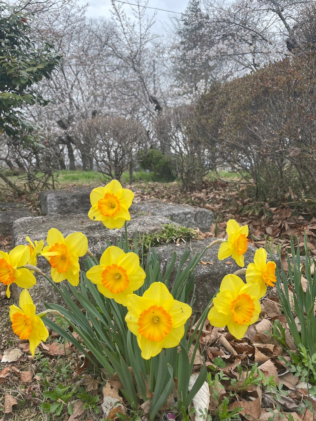 琴平丘陵