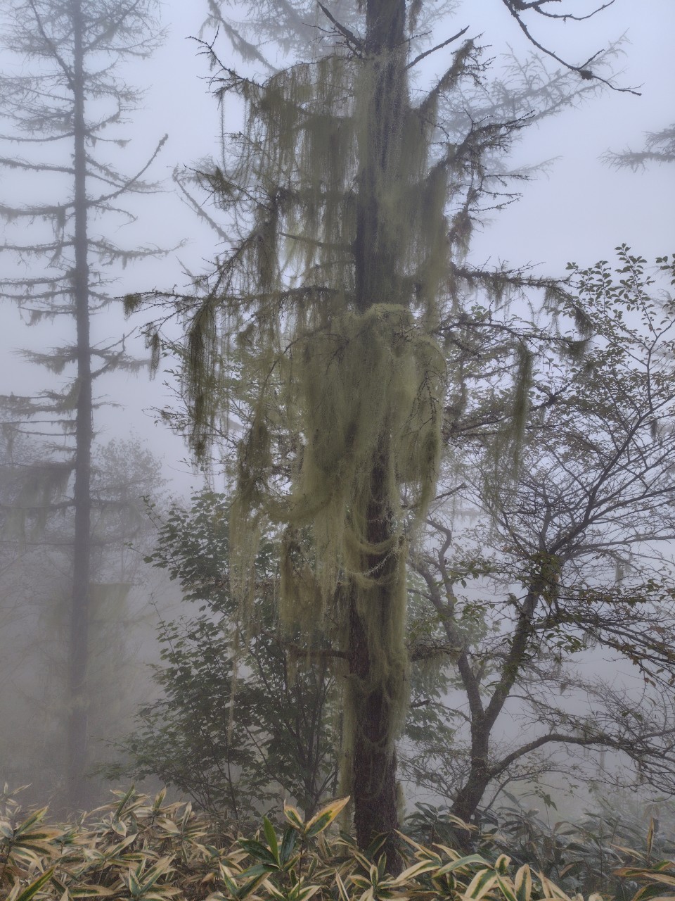 入笠山