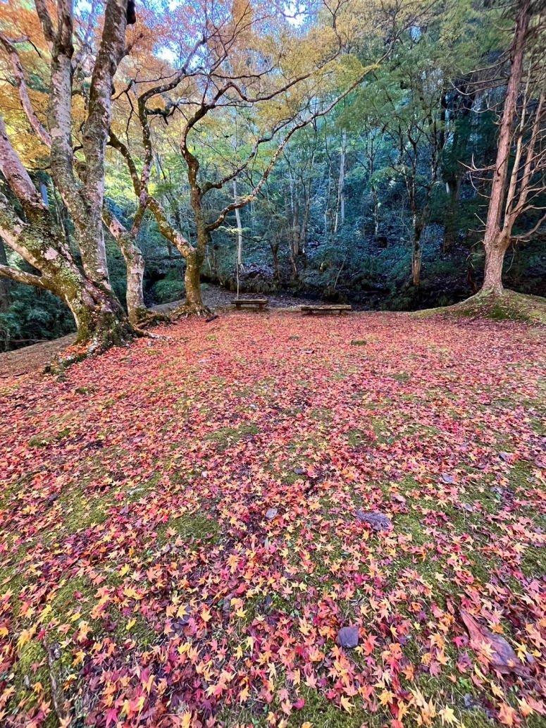 養老渓谷