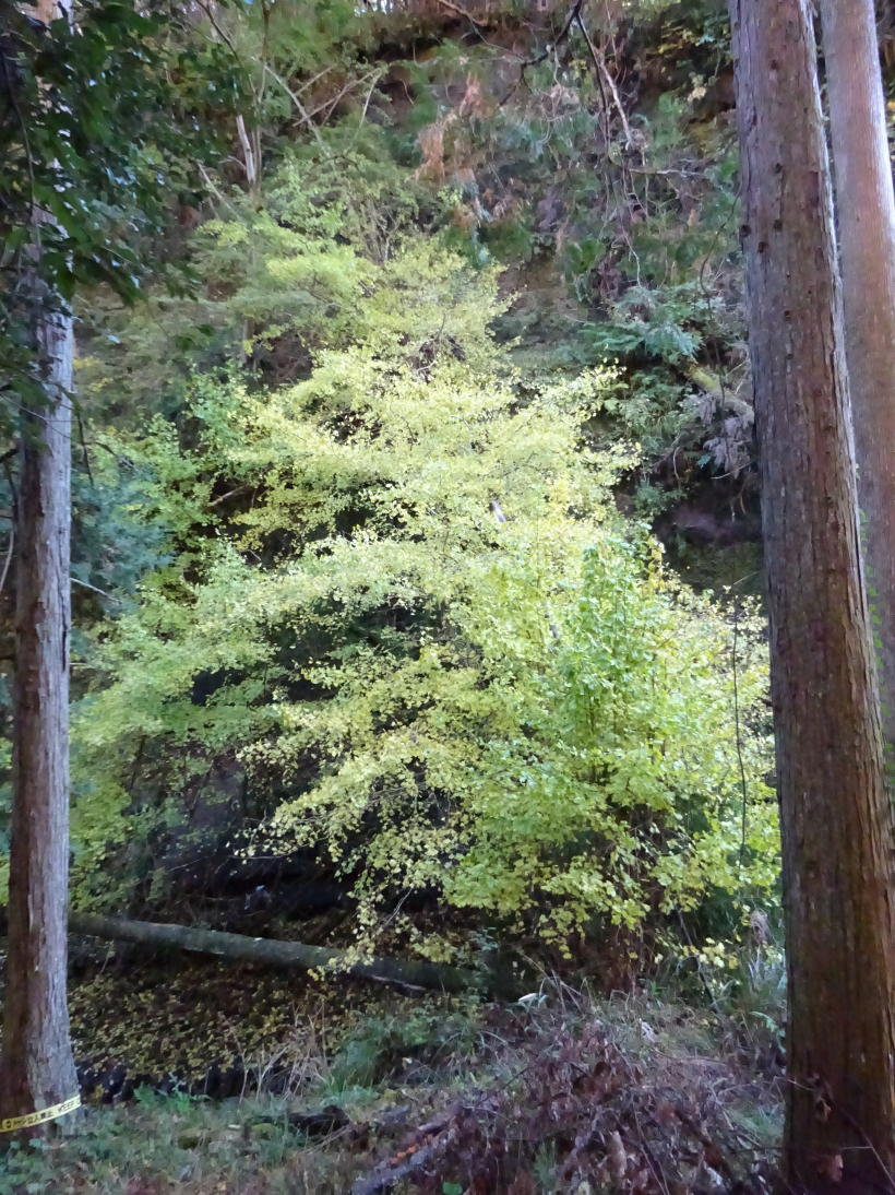 養老渓谷