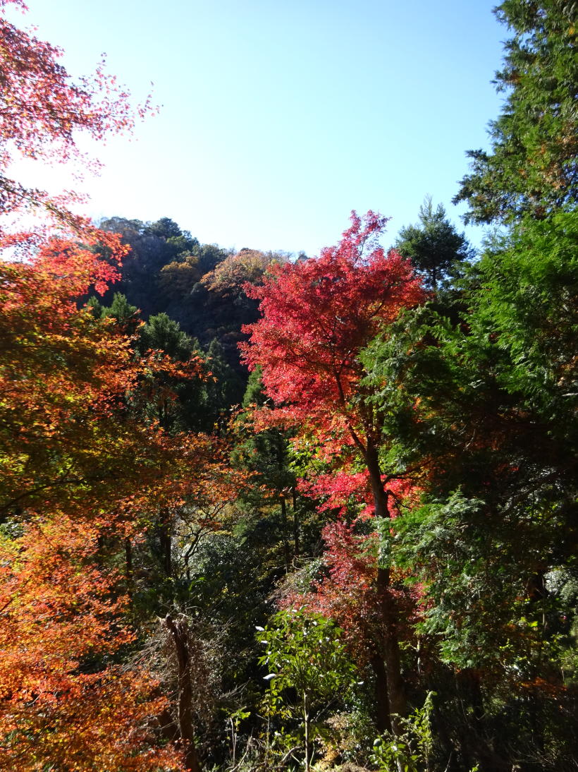 養老渓谷