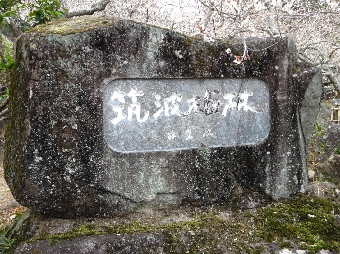 筑波梅林
