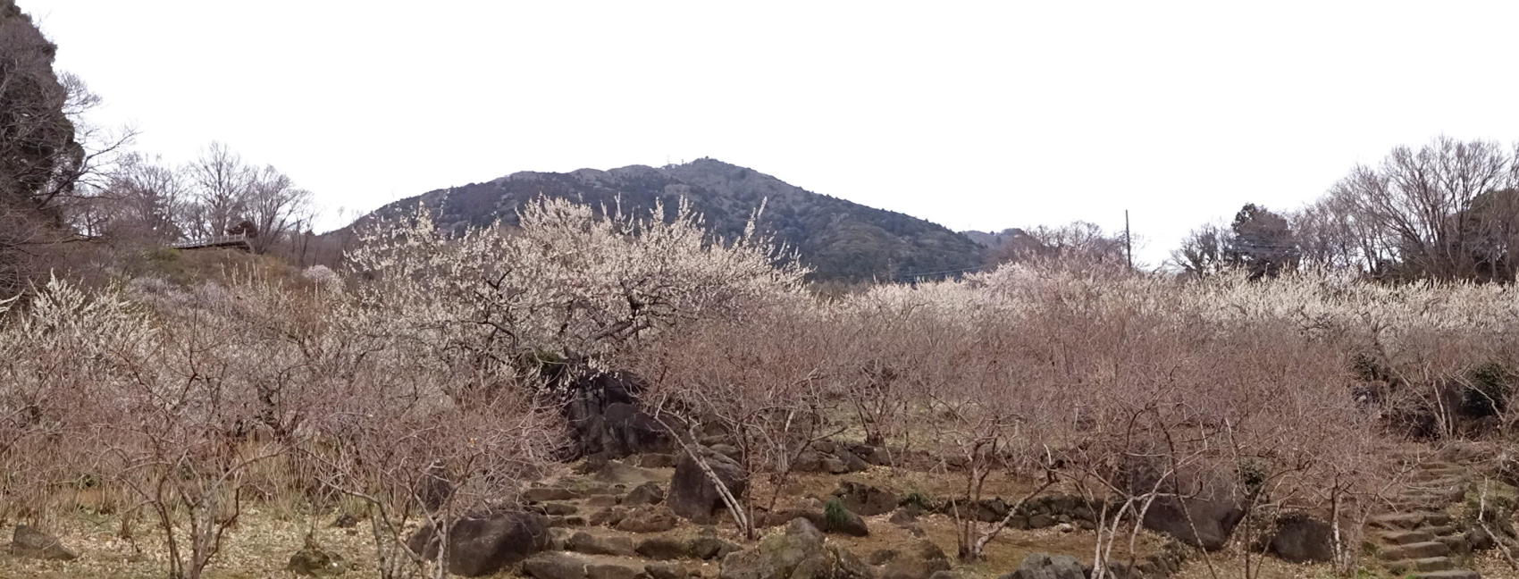 筑波梅林