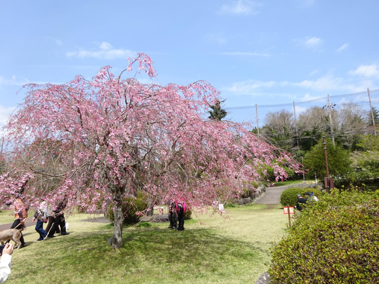 養老渓谷