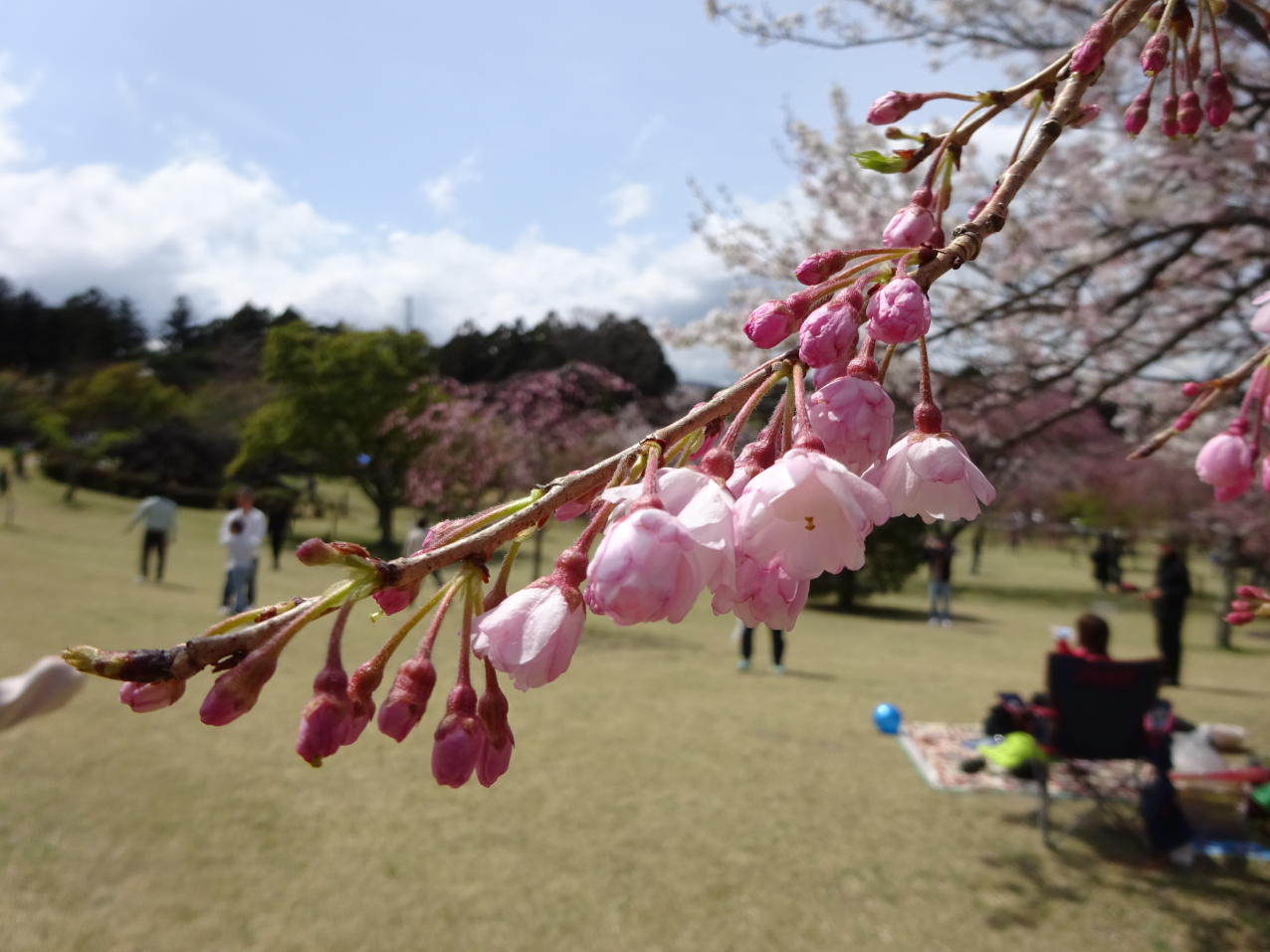 養老渓谷