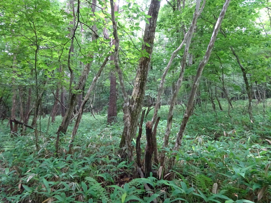 清里高原