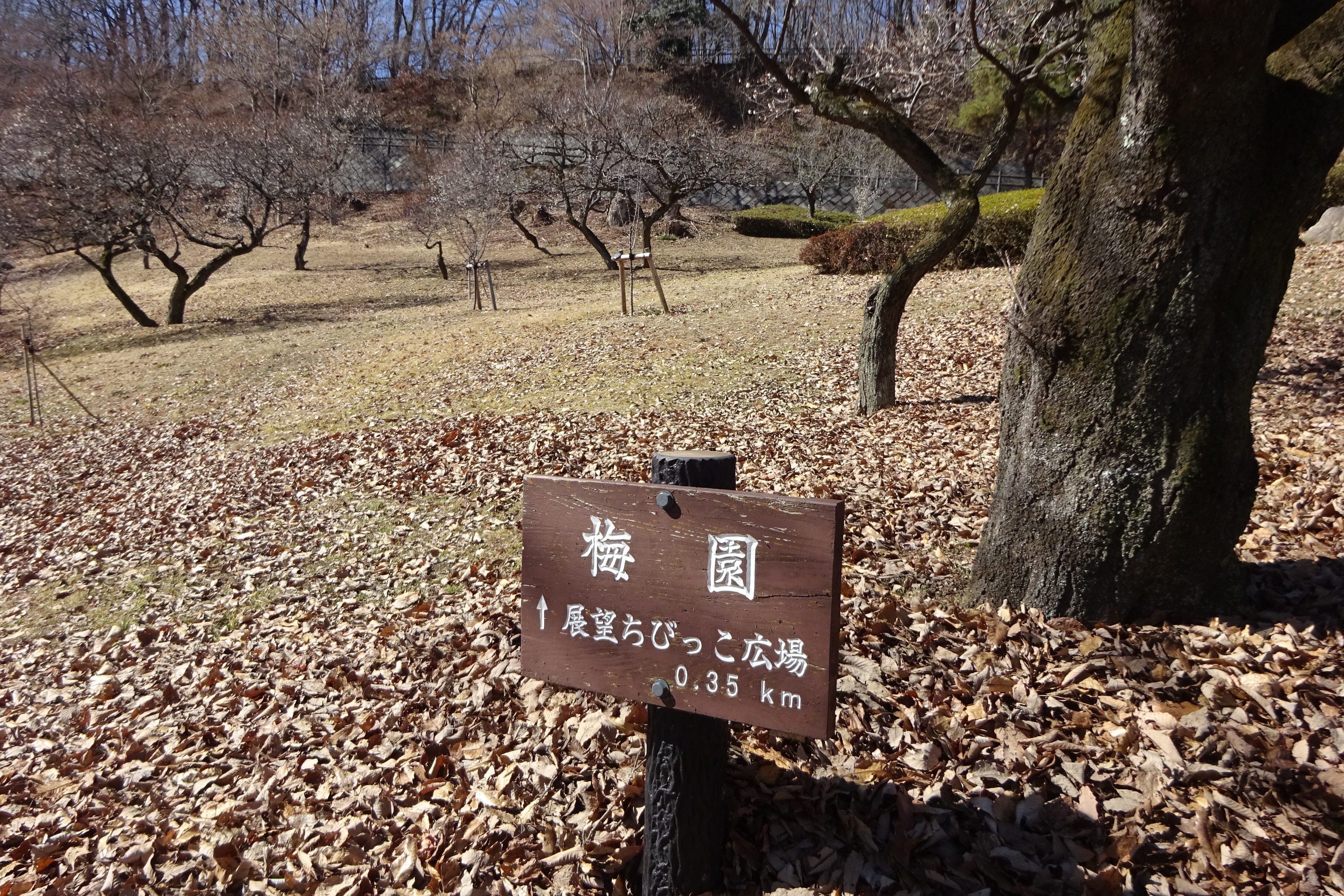 秩父長尾根丘陵