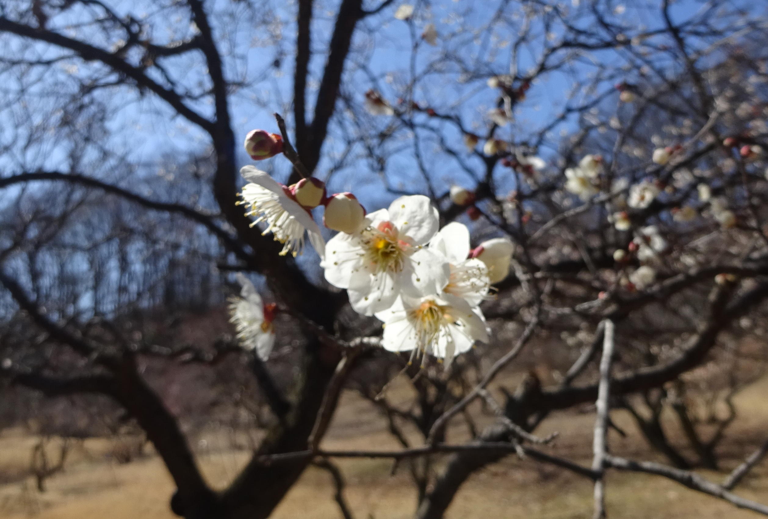 秩父長尾根丘陵