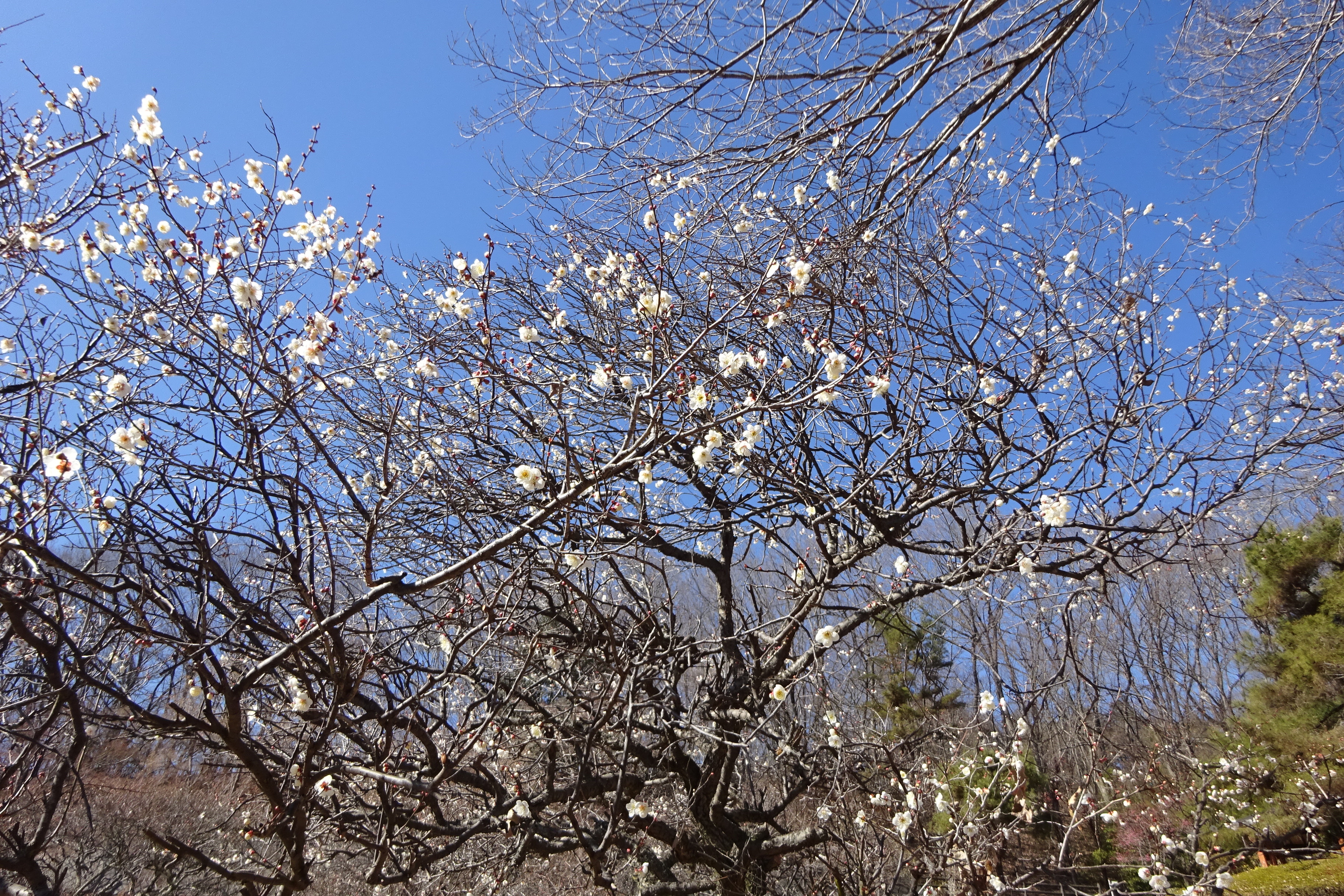 秩父長尾根丘陵