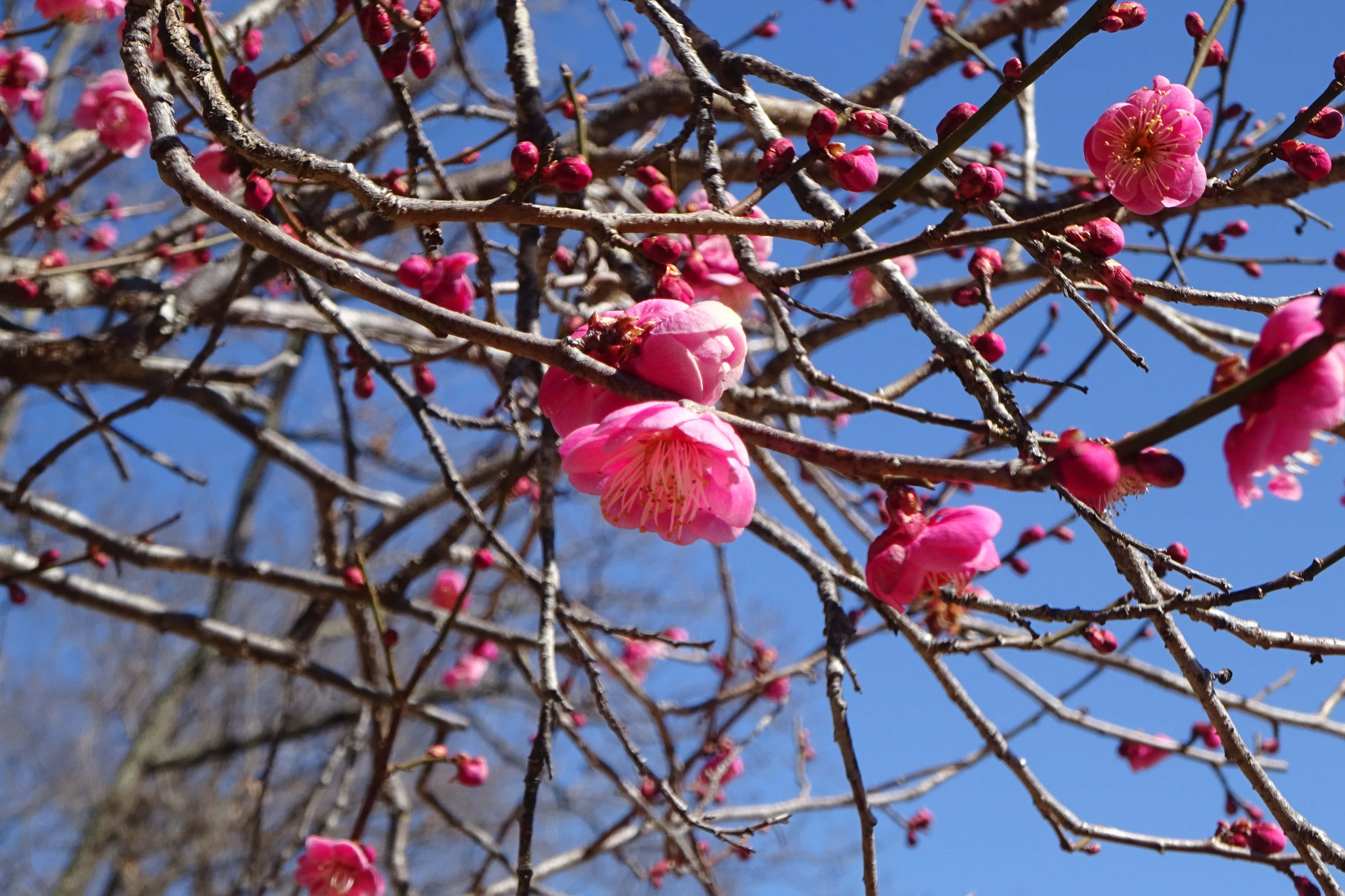秩父長尾根丘陵