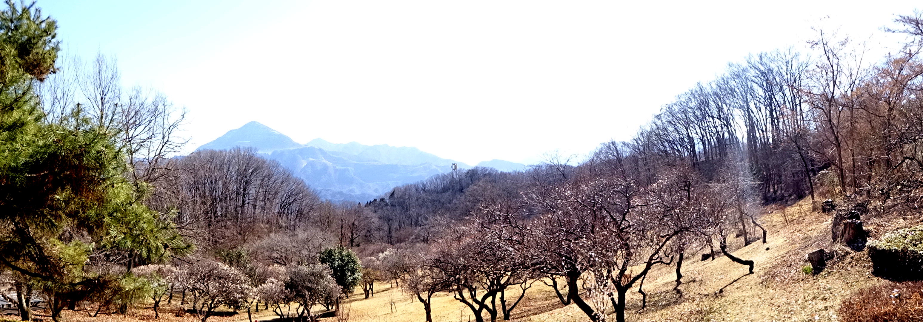 秩父長尾根丘陵