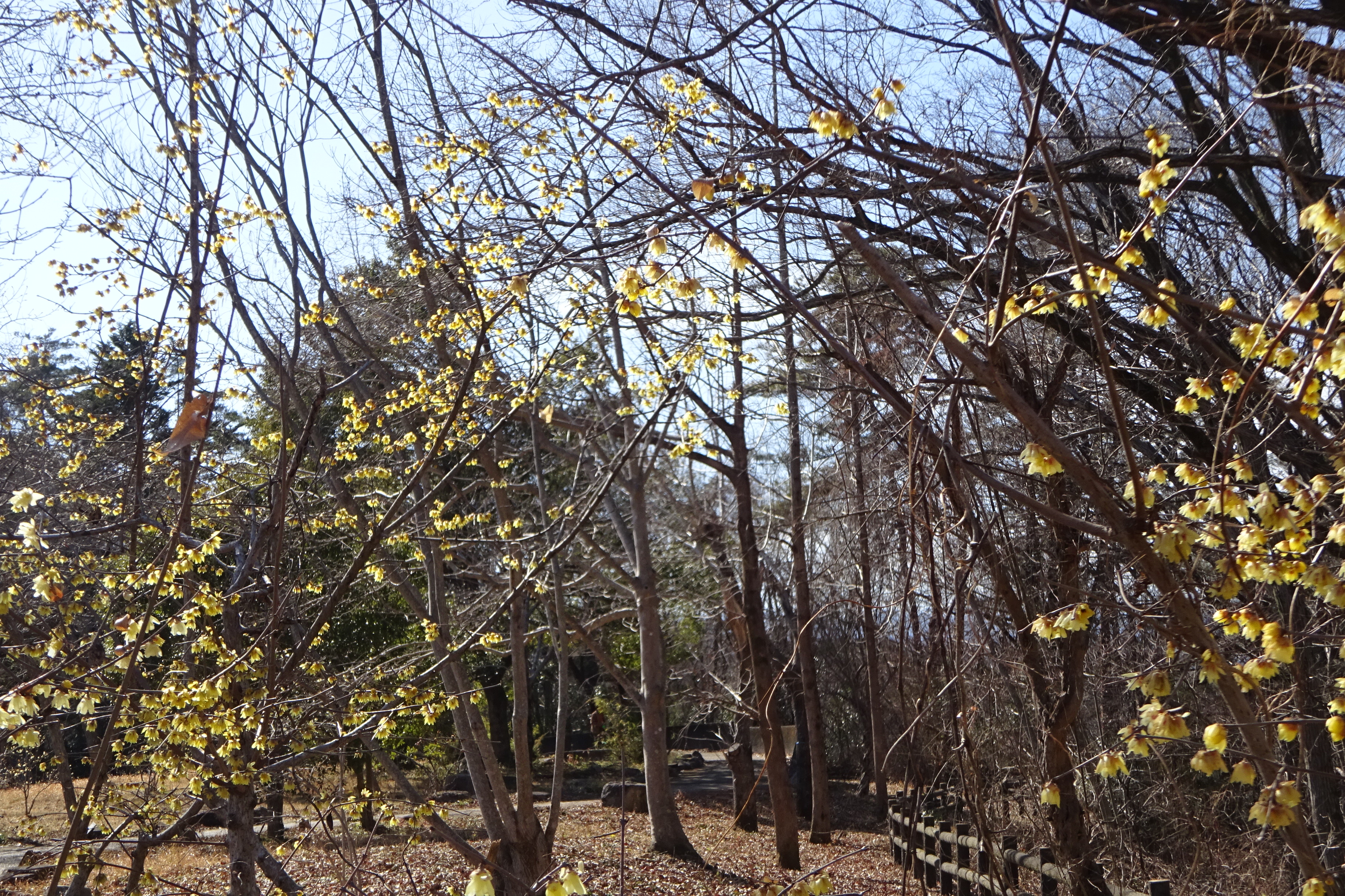 秩父長尾根丘陵