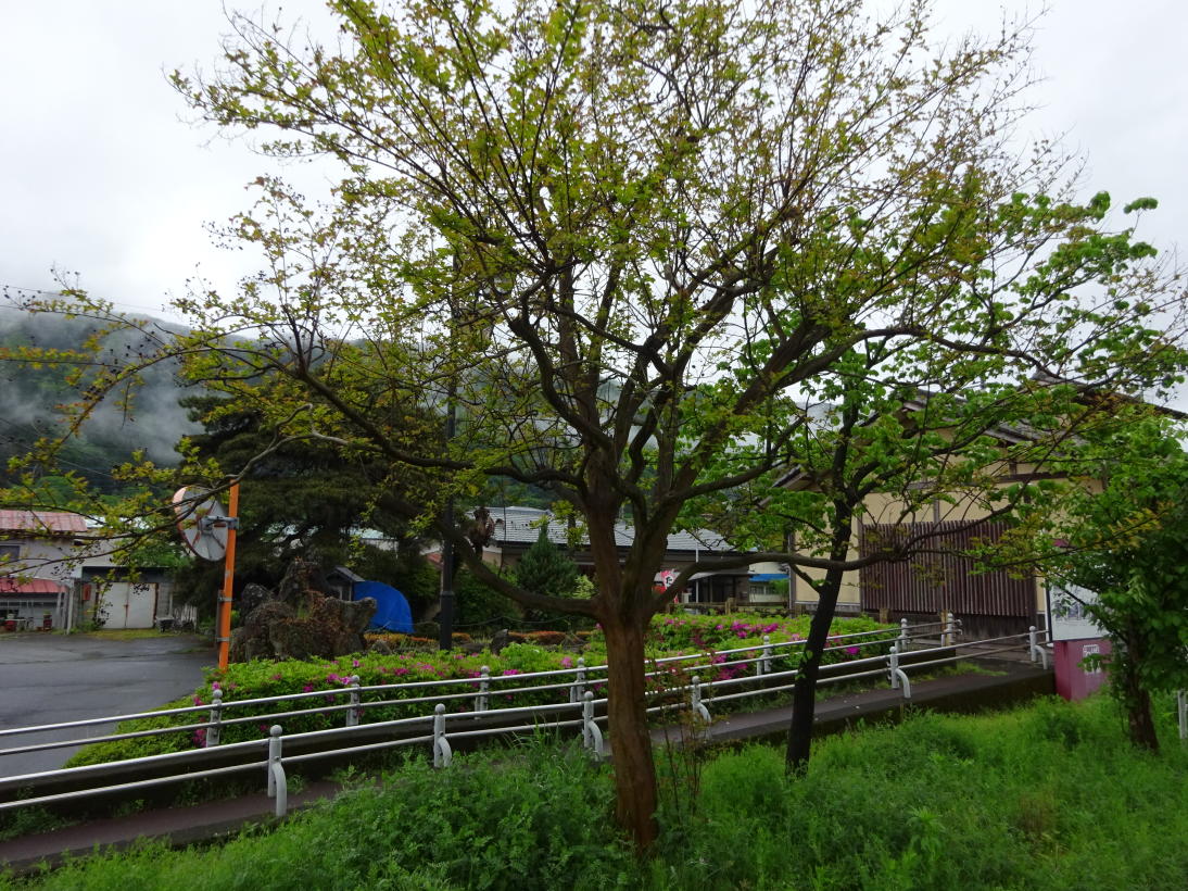 養老渓谷