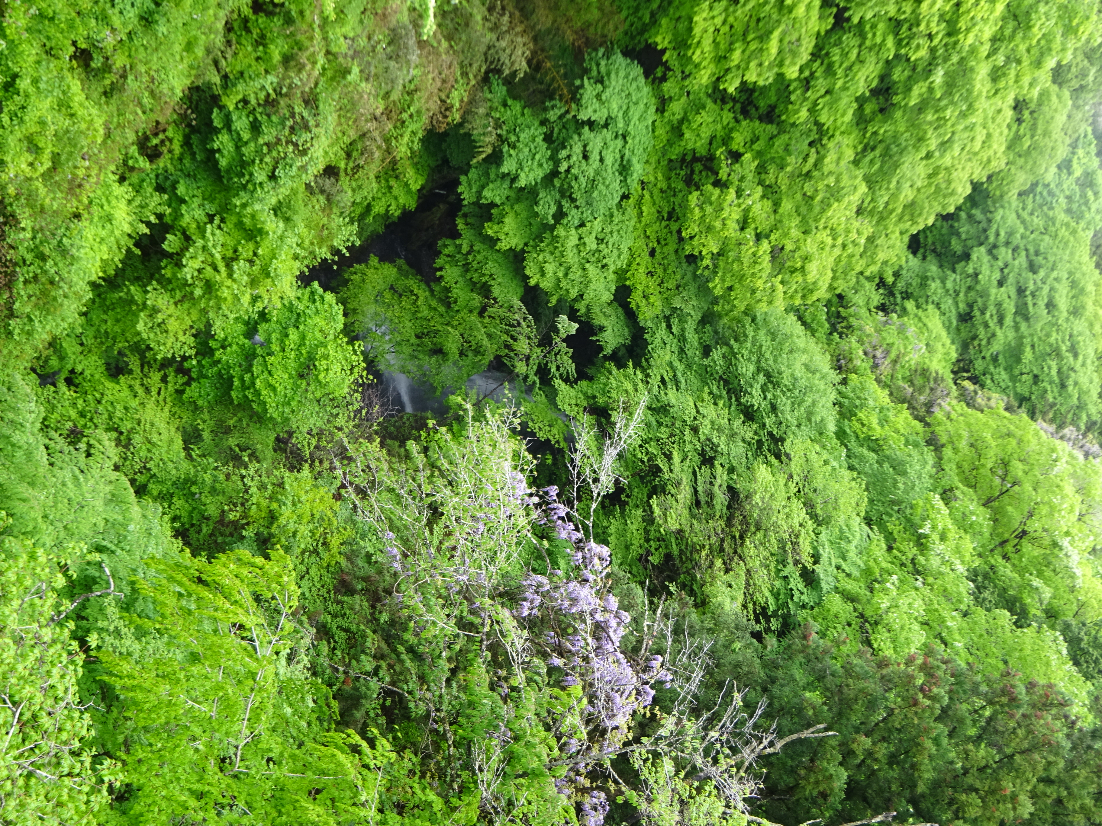 養老渓谷