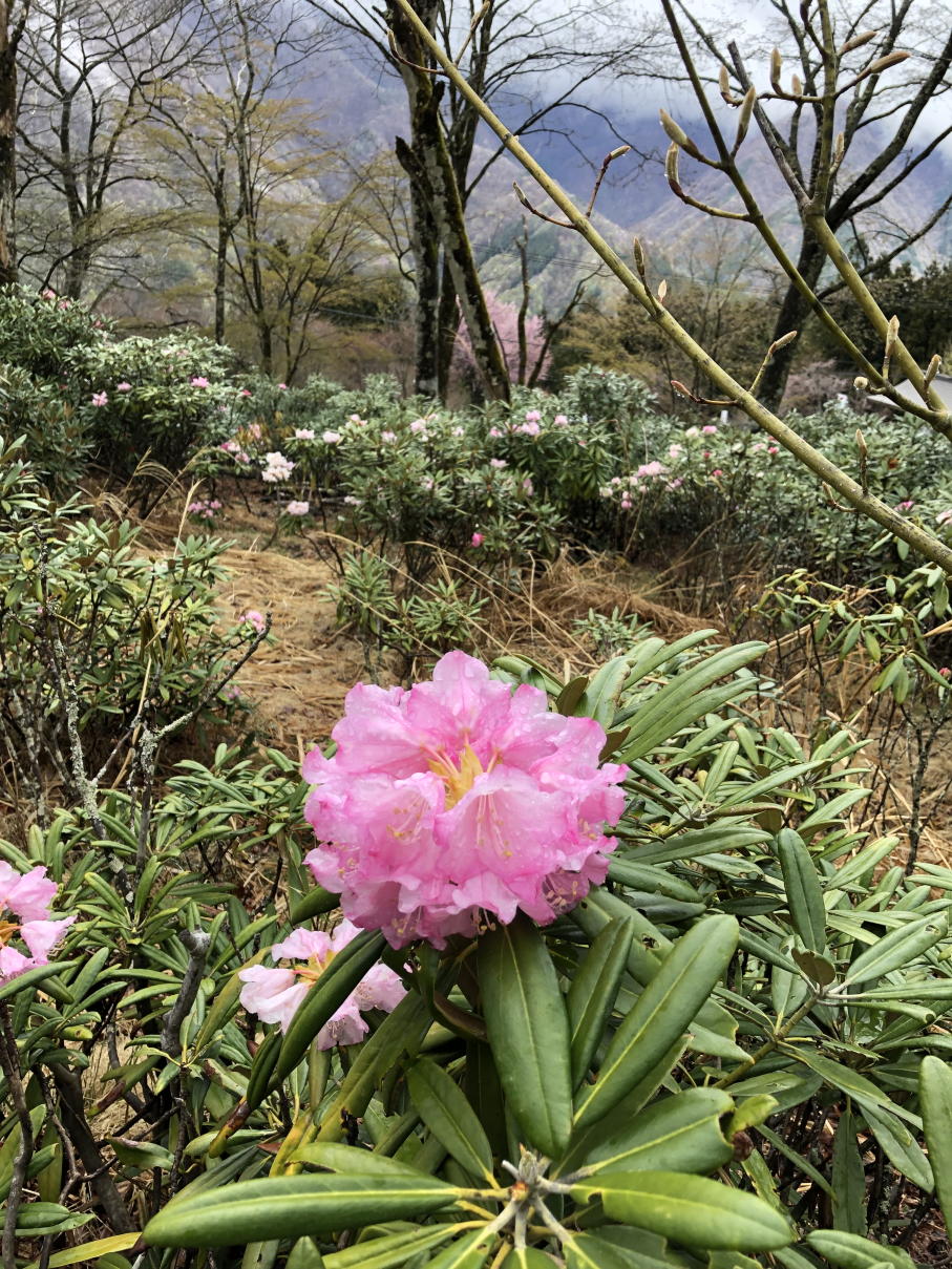 雲取山
