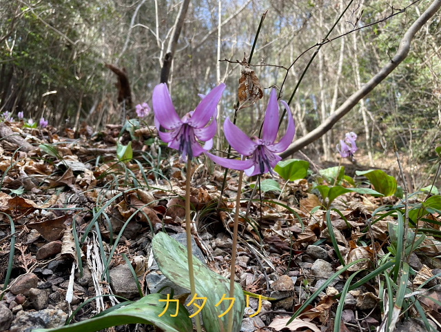 古賀志山