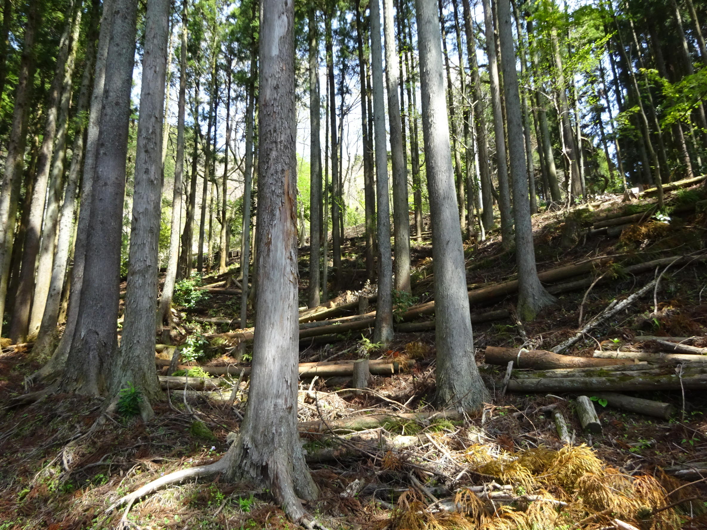 大野山