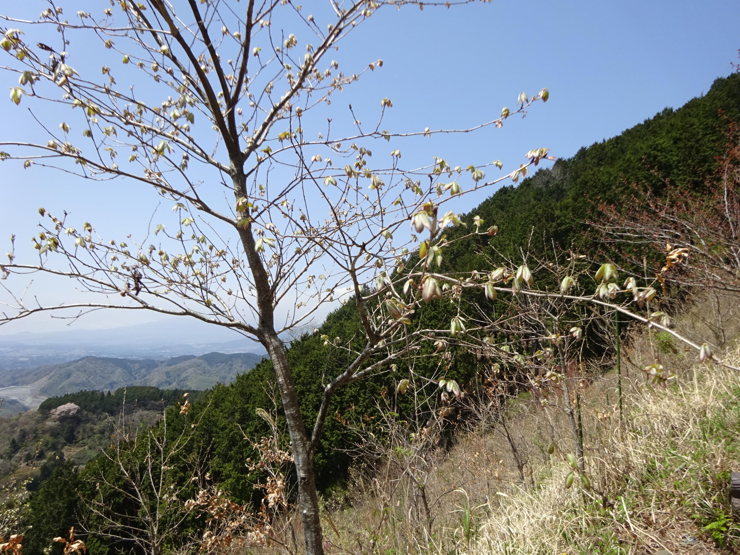 大野山