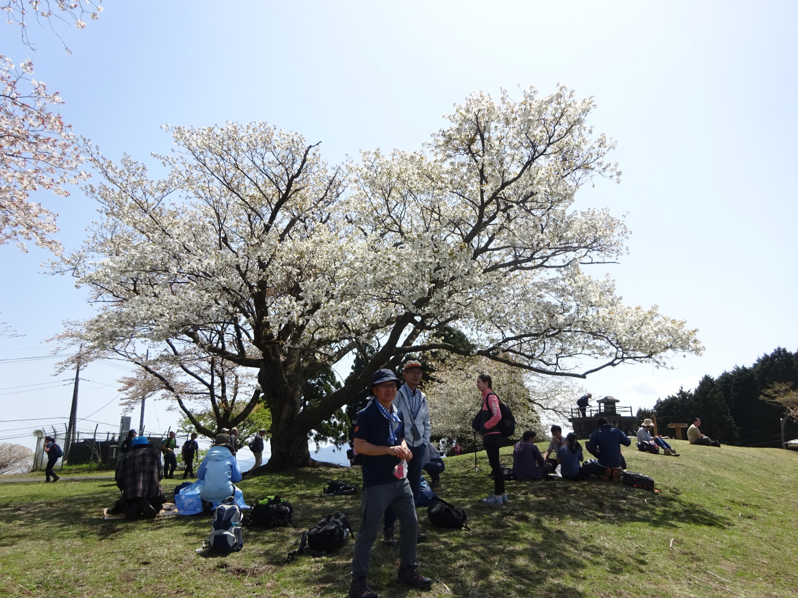 大野山