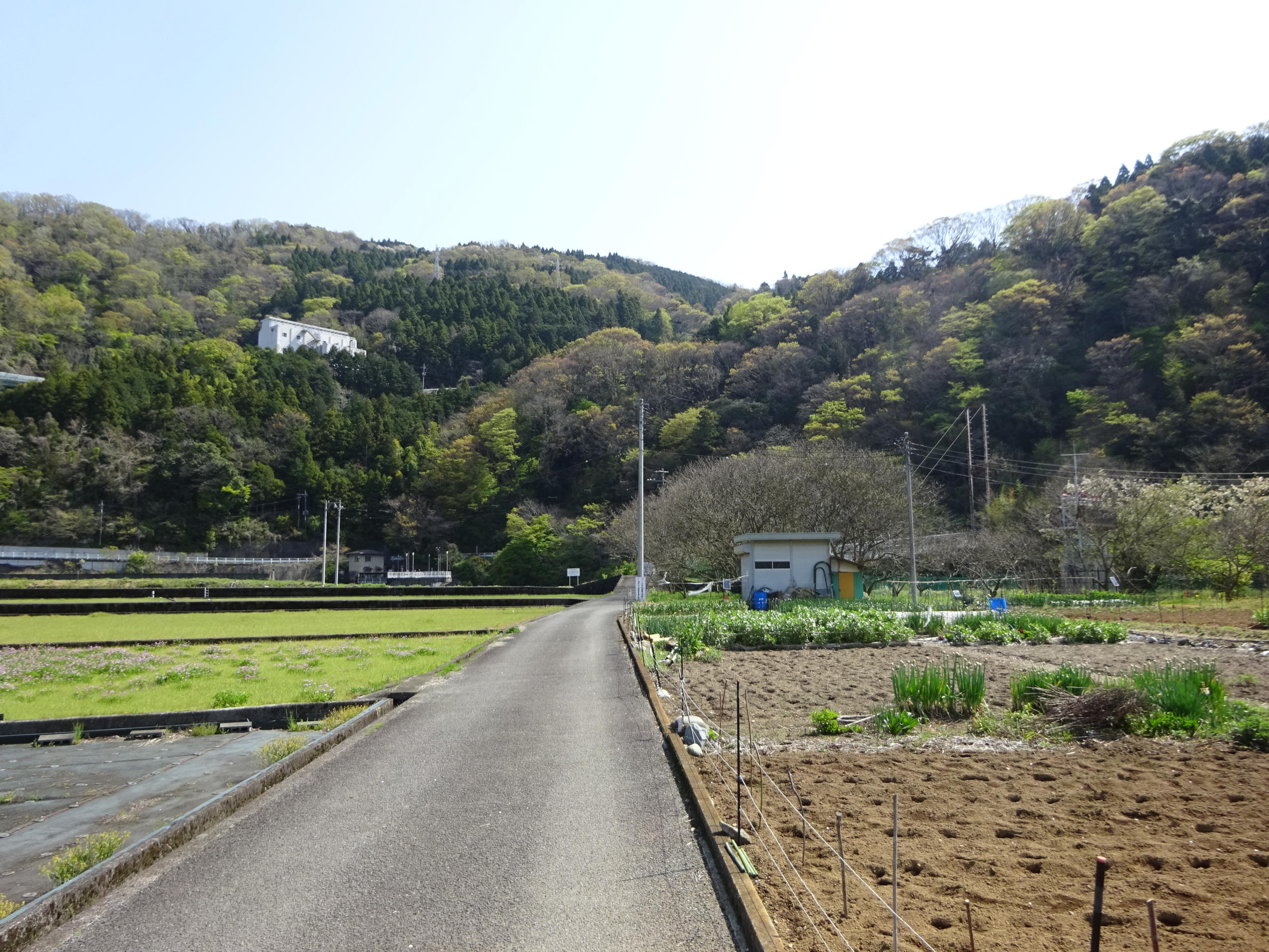 大野山