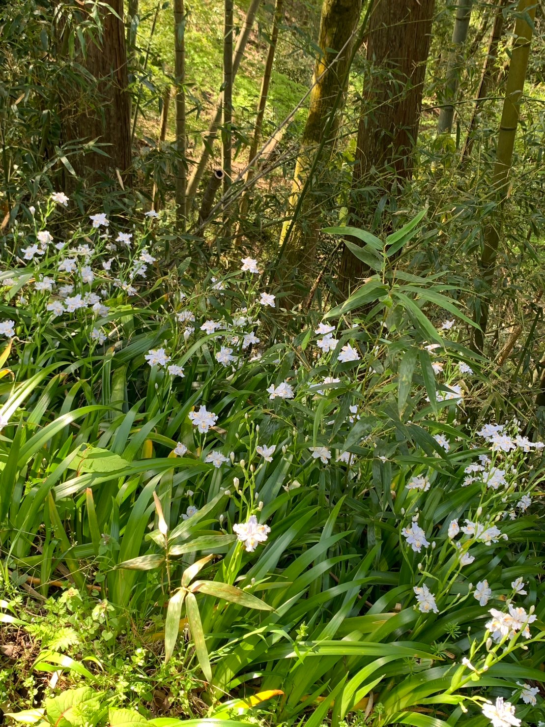 大野山