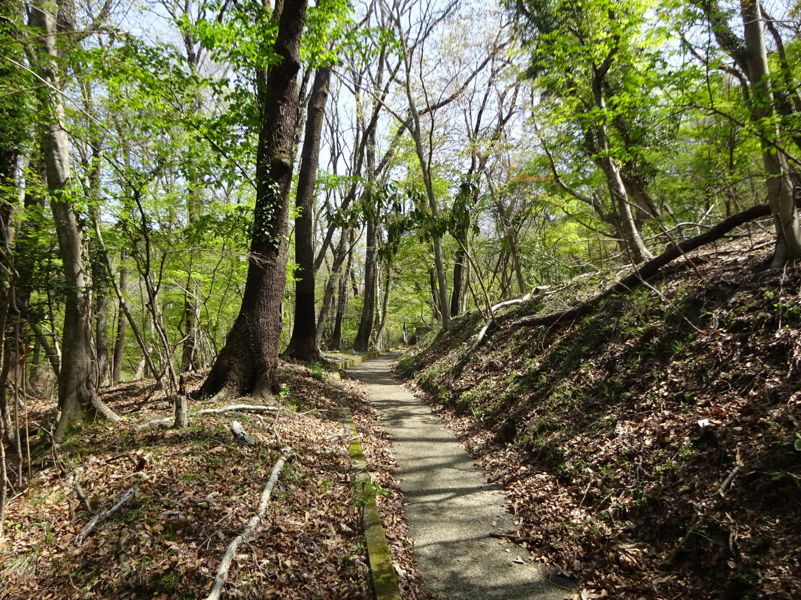 大野山