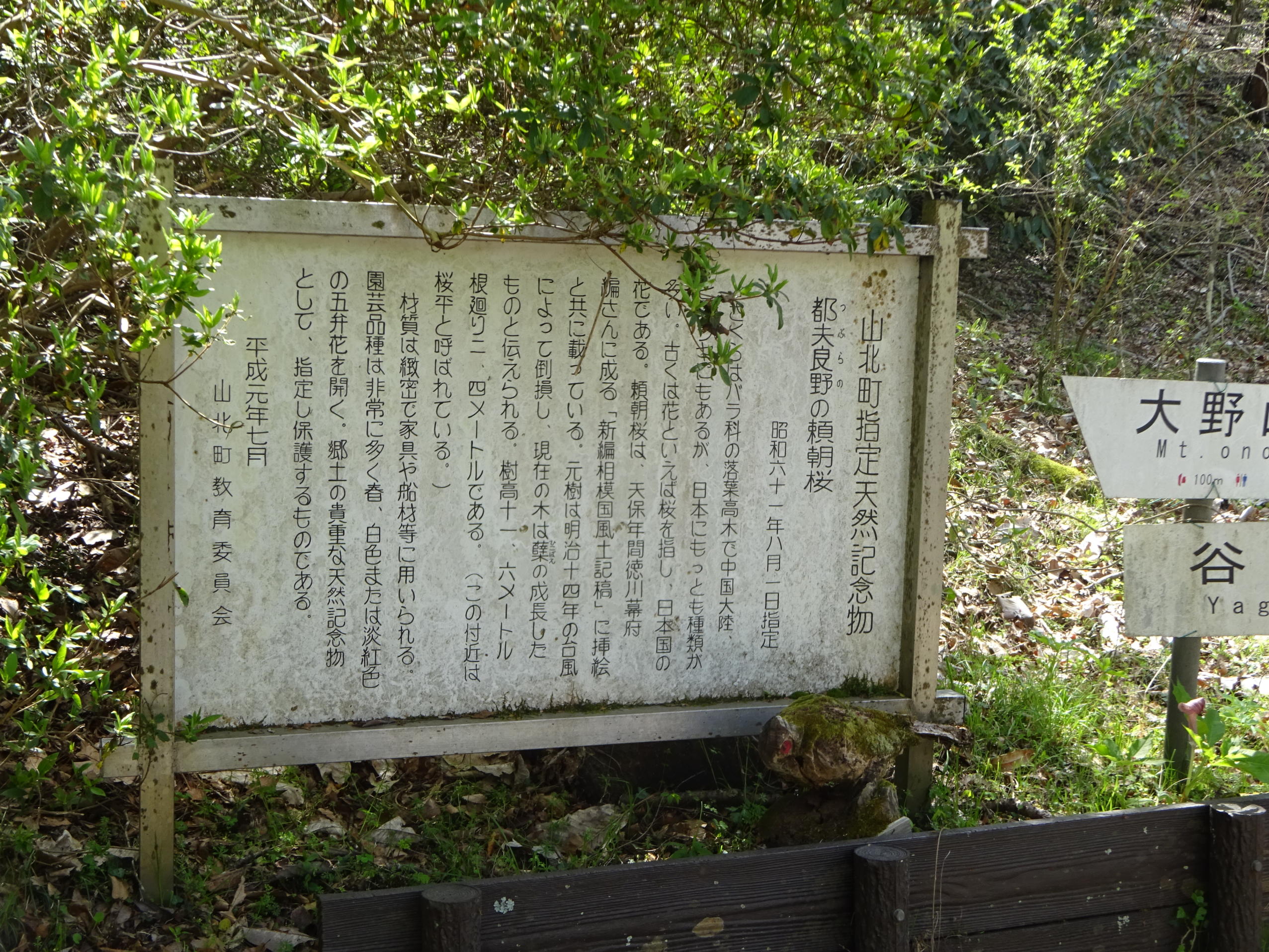 大野山