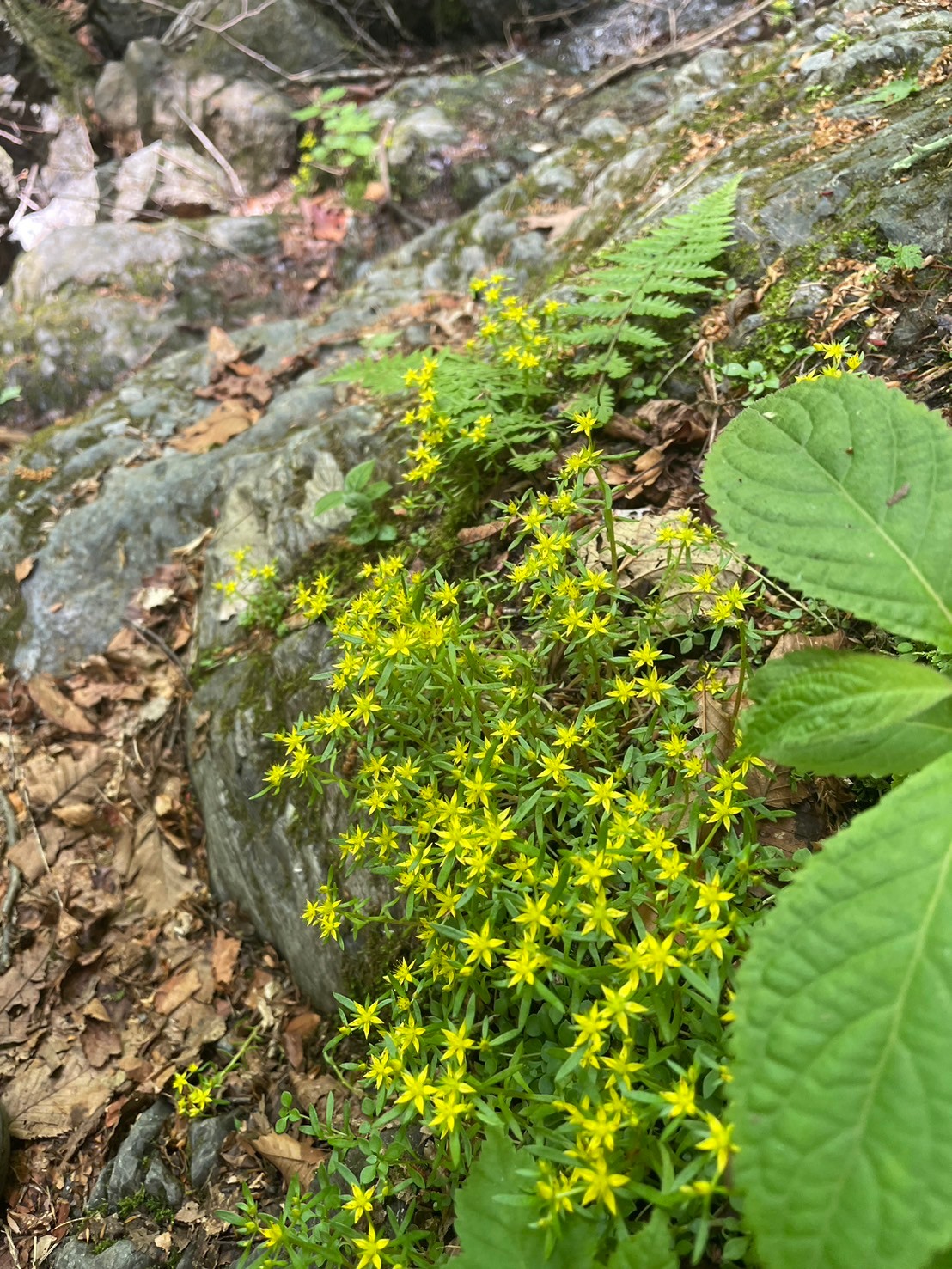 川苔山