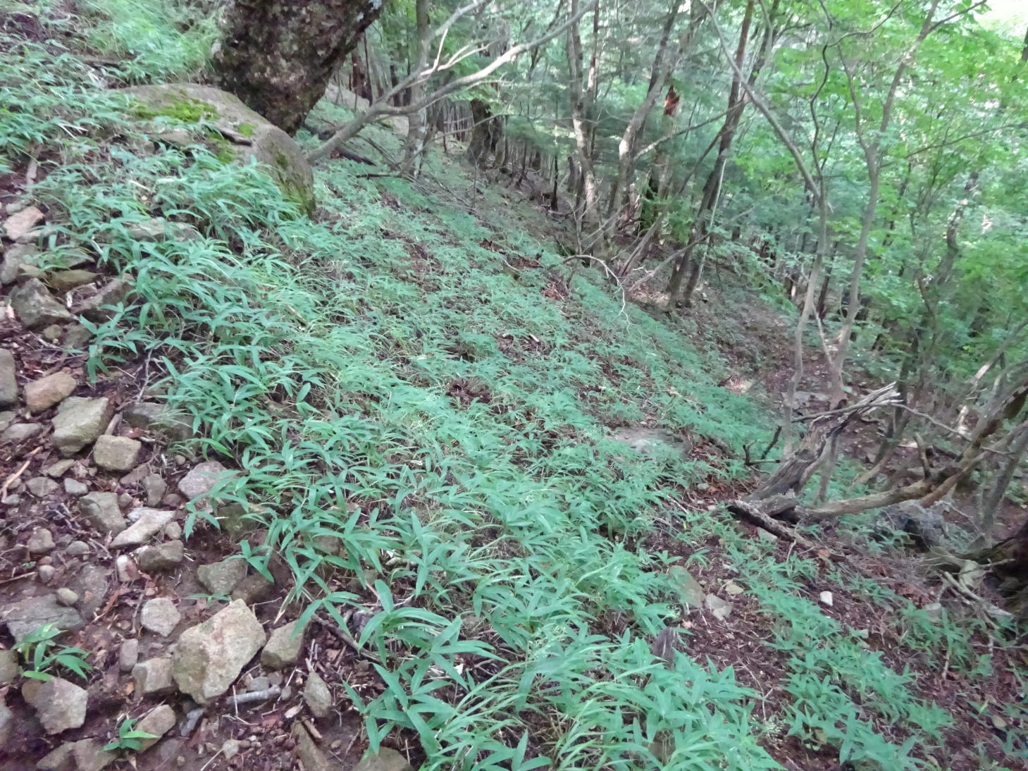 半月山