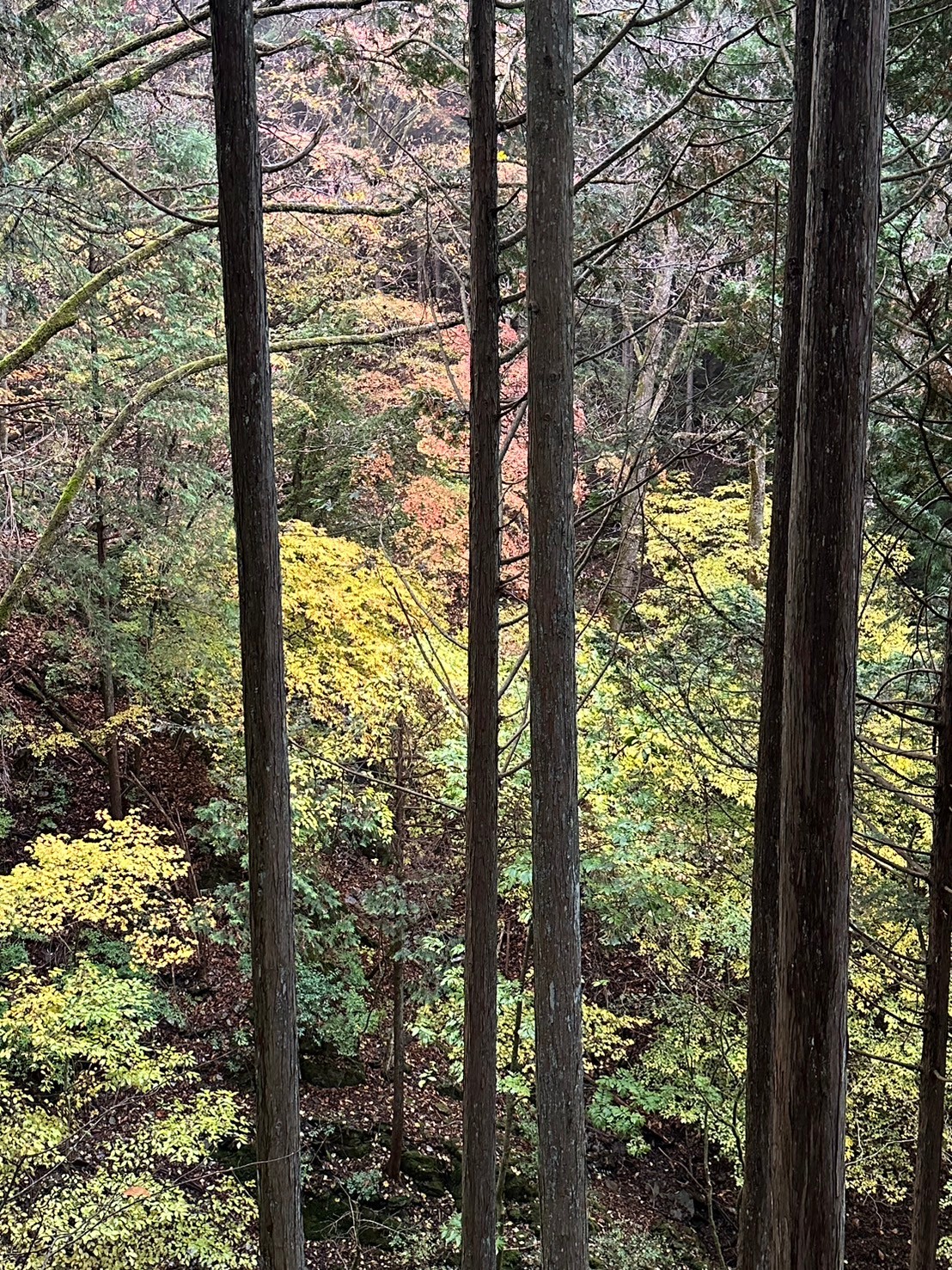 奈良倉山