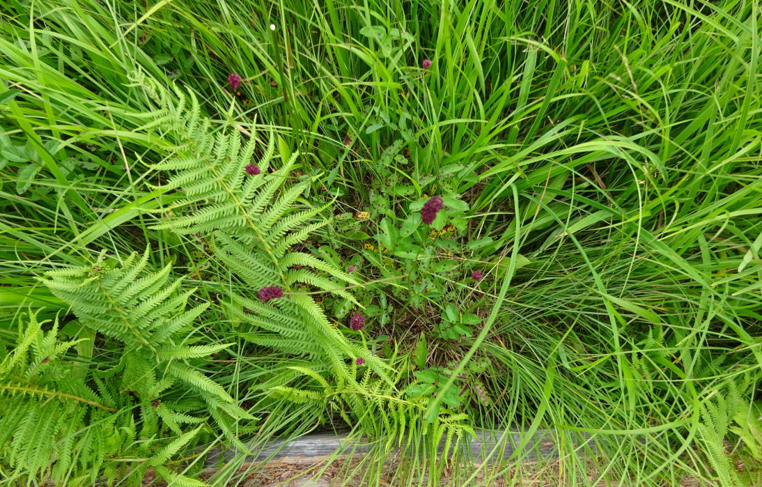 燧ケ岳