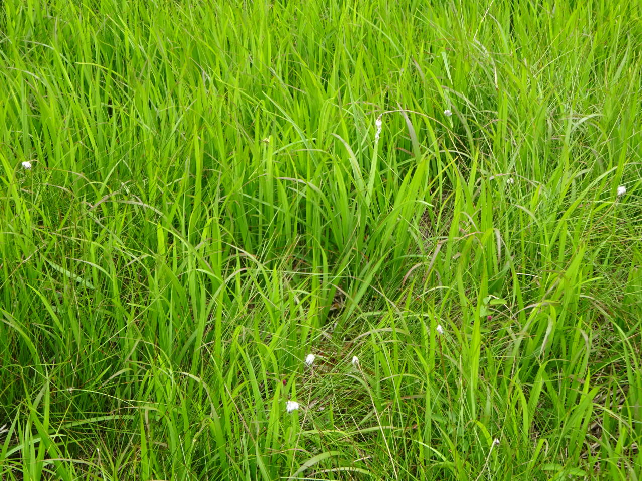 燧ケ岳