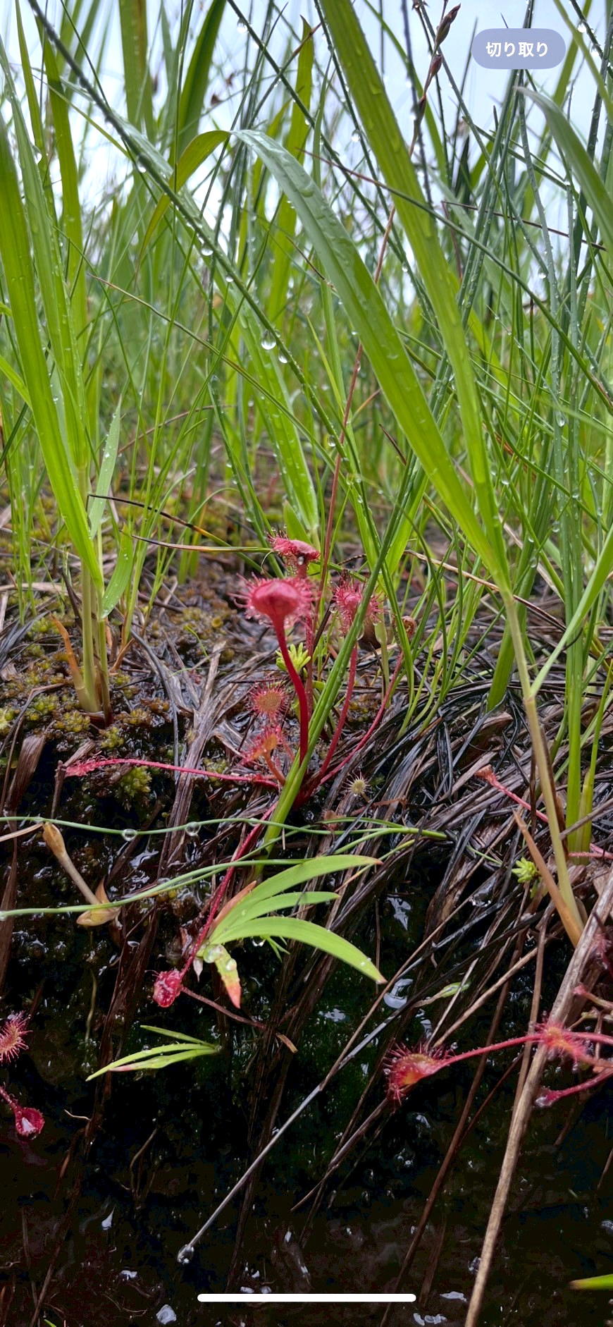 燧ケ岳
