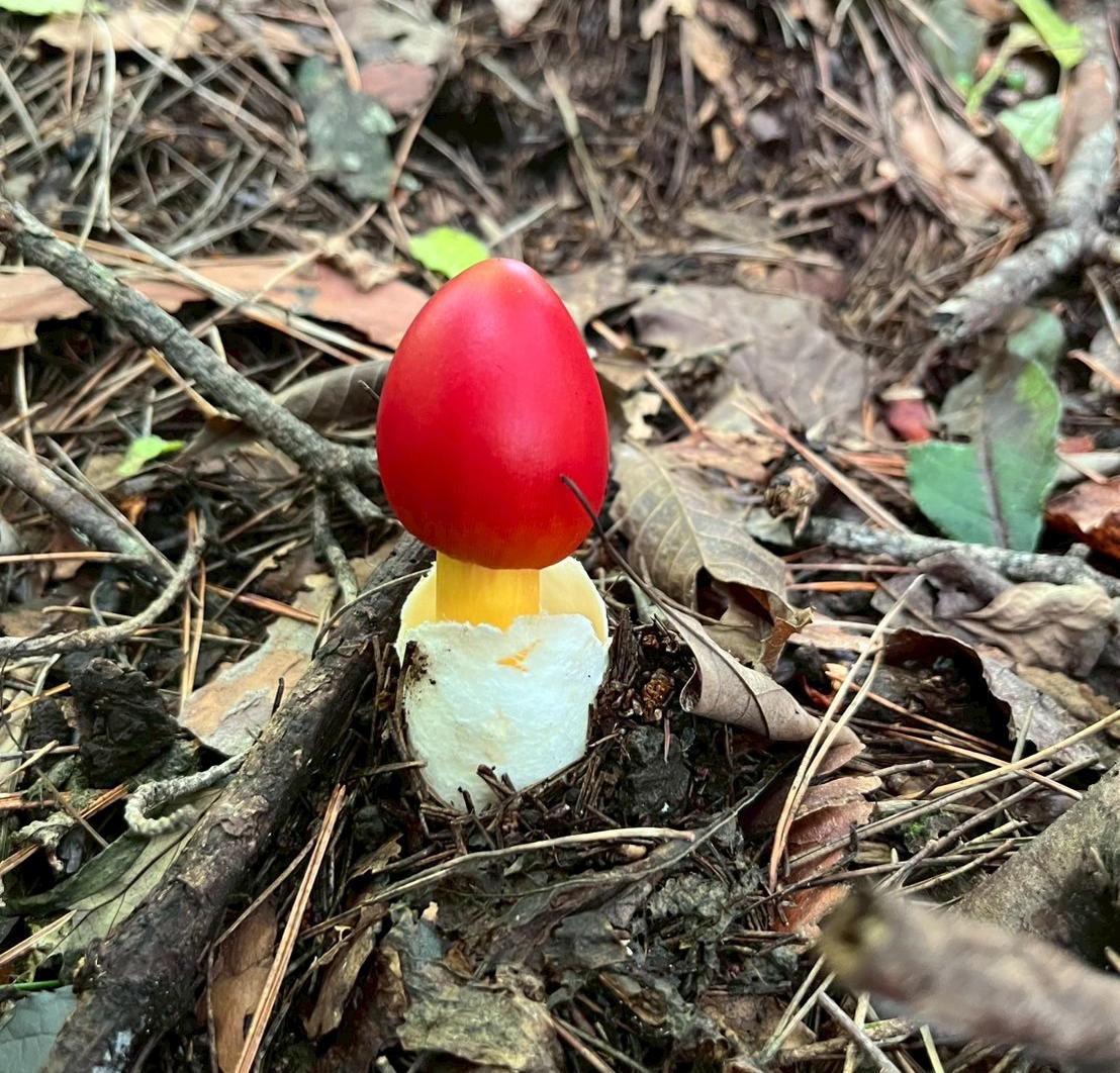 新倉山