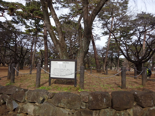 大宮盆栽村