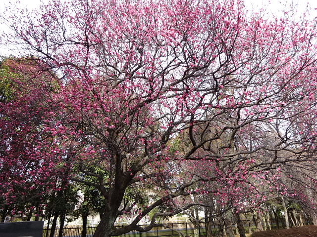 大宮盆栽村