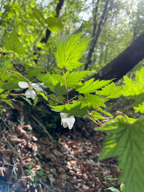 伊香保温泉