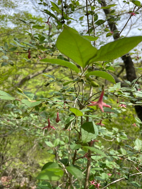 伊香保温泉