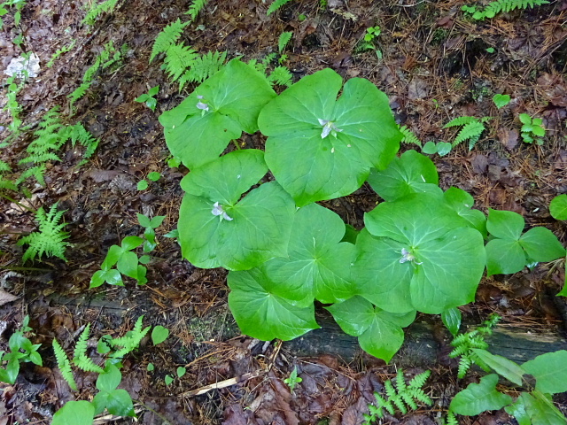 伊香保温泉