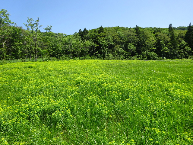 玉原湿原