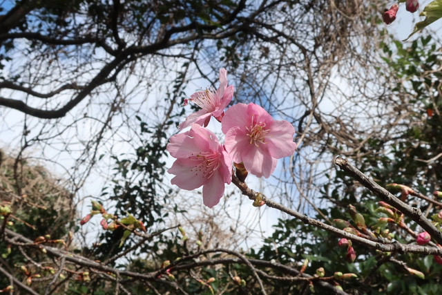 江の島