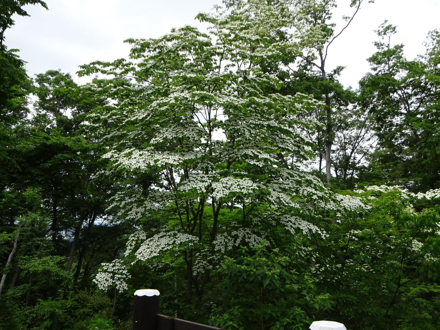 益子町