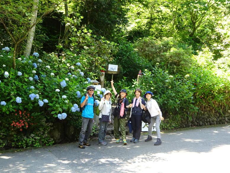 南沢アジサイ山