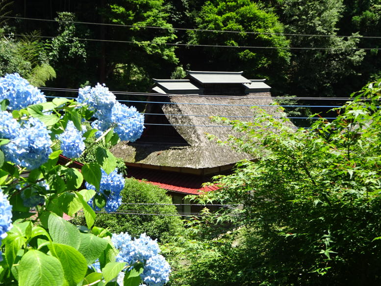 南沢アジサイ山