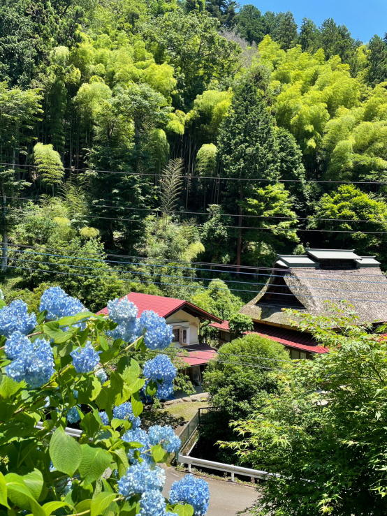 南沢アジサイ山