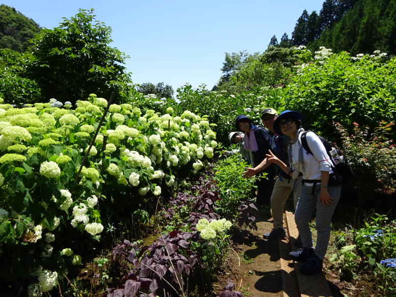 南沢アジサイ山