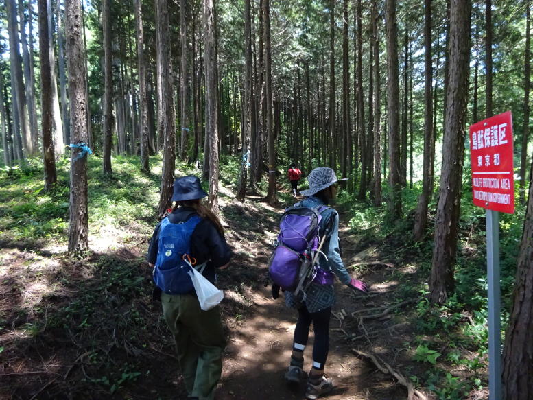 南沢アジサイ山